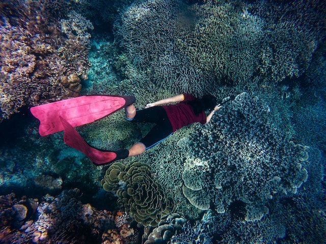 person in a red swim shirt and flippers snorkelling